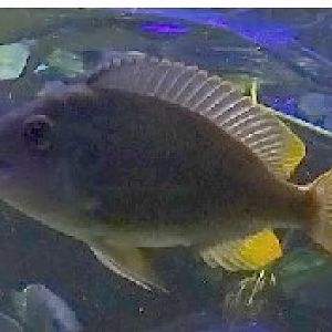 Cichlid ID, Haus der Natur Salzburg