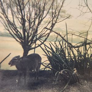 Some sort of duiker - Bronx Zoo (1990s)