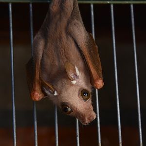 Peters's dwarf epauletted fruit bat (Micropteropus pusillus)
