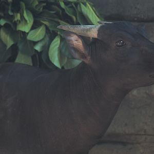 Solo Safari - Lowland anoa (Bubalus depressicornis)