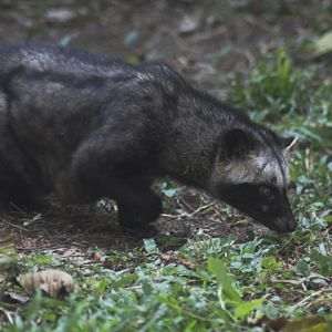 Solo Safari - Sumatran palm civet (Paradoxurus hermaphrodus musanga)