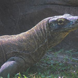 Solo Safari - Komodo dragon (Varanus komodoensis)