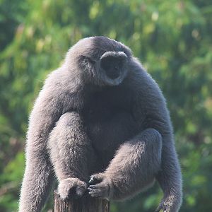 Solo Safari- Western silvery gibbon (Hylobates moloch moloch)