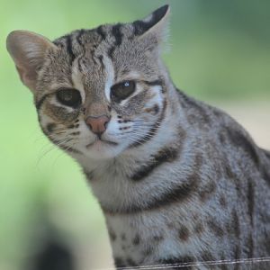 Solo Safari - Javan leopard cat (Prionailurus javanensis javanensis)