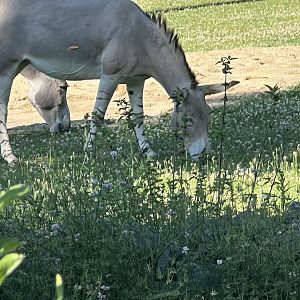 Somali Wild Ass