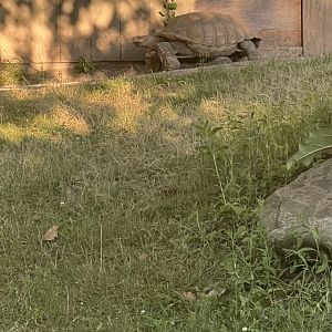 African Spurred Tortoise