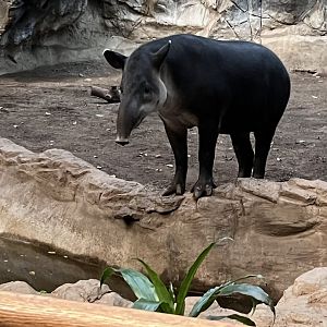 Baird’s Tapir