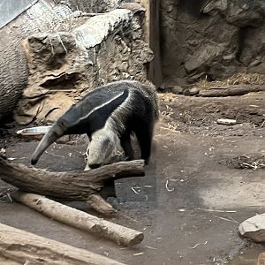 Giant Anteater