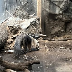 Giant Anteater