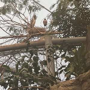 Yellow-Billed Stork Nest