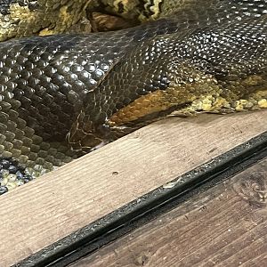 Green Anaconda
