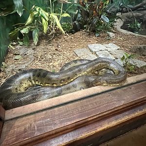 Green Anaconda