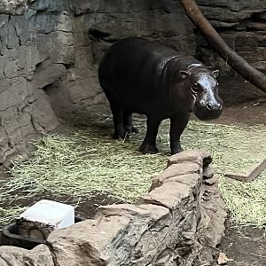 Pygmy Hippopotamus