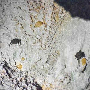 Troughton's sheath-tailed bats