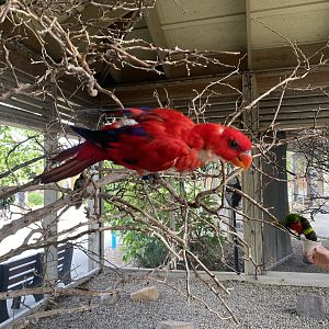 Red Lory - 6/28/24