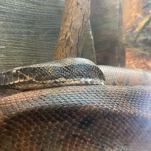 Blood Python - 6/28/24