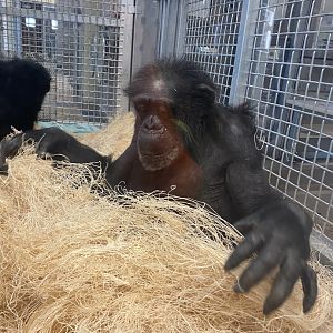 Donna - Chimpanzee - 6/28/24