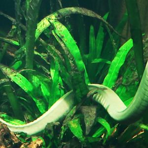 Aquatic Caecilian