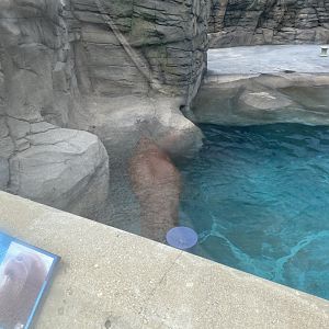 Aku - Walrus - 6/28/24