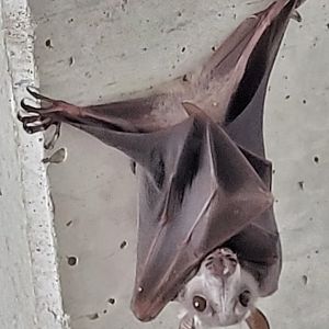 Hammer-headed bat