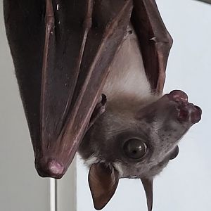 Hammer-headed bat