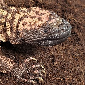 Gila monster
