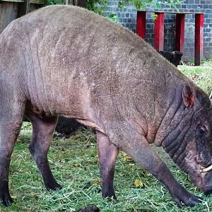 Babirusa