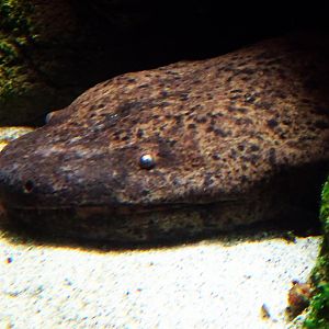 Chinese Giant Salamander
