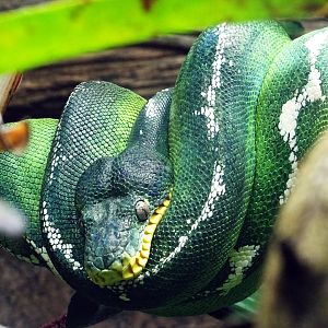 Emerald Tree Boa