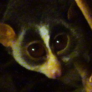 Grey Slender Loris