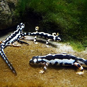 Kaiser's Spotted Newts