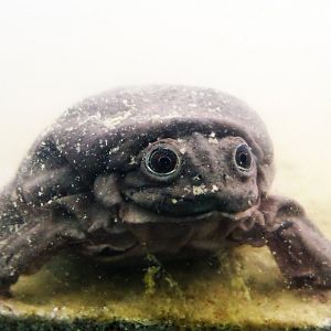 Lake Titicaca Water Frog