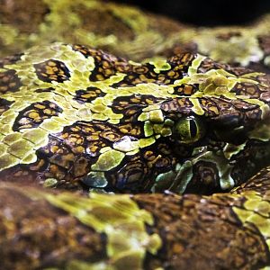 Mangshan Pit Viper