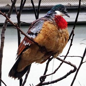Mindanao Bleeding-Heart Dove