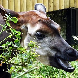 Okapi