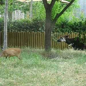 Okapi and Red Forest Duiker