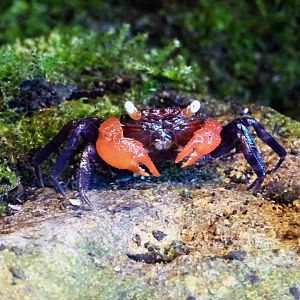 Red Devil Vampire Crab
