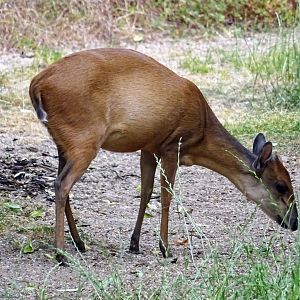 Red Forest Duiker