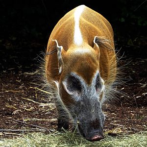 Red River Hog
