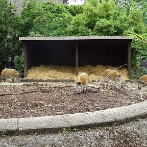 Red River Hog group