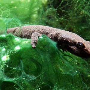 Sardinian Brook Newt