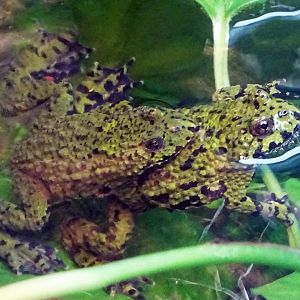 Small-Webbed Bell Toad