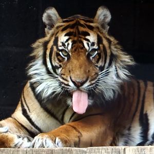 Sumatran Tiger