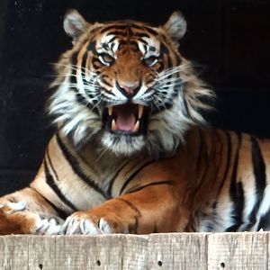 Sumatran Tiger