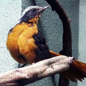 White-Crowned Robin-Chat