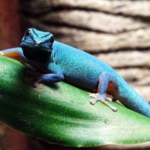 Williams' Dwarf Gecko