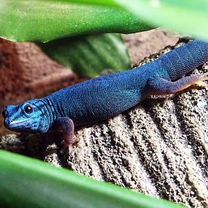 Williams' Dwarf Gecko