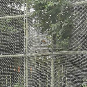 Sakura the red panda in the behind scene area