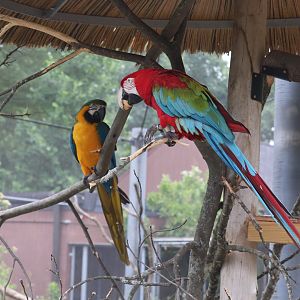 Caribbean Coast - Gren-Winged & Blue and Yellow Macaw