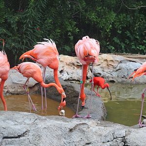 Caribbean Coast - American Flamingo - Scarlet Ibis